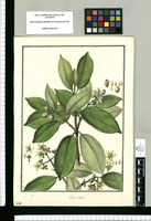 Clusia trioecia / G[álve]z. Original drawing from Ruiz & Pavón's Expedition (1777-1816)