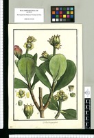 Dillenia? magnicapsula / Brunete. Original drawing from Ruiz & Pavón's Expedition (1777-1816)