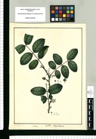 Schinus / Xav[ier] Cor[te]s y Al[cocer] del. Original drawing from Ruiz & Pavón's Expedition (1777-1816)