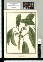 Clarisia biflora / Brunete. Original drawing from Ruiz & Pavón's Expedition (1777-1816)