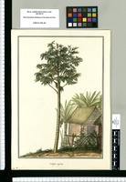 Cecropia aspera / Brunete. Original drawing from Ruiz & Pavón's Expedition (1777-1816)