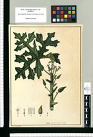 Carica acuminata / Xavier Cortés del. Original drawing from Ruiz & Pavón's Expedition (1777-1816)