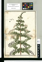 Coriaria tinctoria: Fl. Per. / J[ose]ph Brunete. Original drawing from Ruiz & Pavón's Expedition (1777-1816)