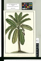 Musa, platano macho in Lima, in Tarma Harta vellaco / Francisco Pulgar. Original drawing from Ruiz & Pavón's Expedition (1777-1816)