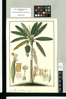 Musa V[ulgo] Platano largo et Dominico. Original drawing from Ruiz & Pavón's Expedition (1777-1816)