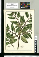 Caballeria ferruginea / Fran[cis]co Pulgar. Original drawing from Ruiz & Pavón's Expedition (1777-1816)