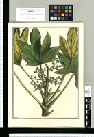 Arialia [sic] [ferruginea]/ Brunete. Original drawing from Ruiz & Pavón's Expedition (1777-1816)