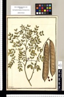Mimosa latisiliqua L. / J[ose]ph Brunete. Original drawing from Ruiz & Pavón's Expedition (1777-1816)