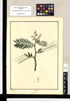 Mimosa [Acacia paniculata]/ J[osé] G[abriel] R[ivera] del. Original drawing from Ruiz & Pavón's Expedition (1777-1816)