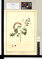 Mimosa unguis Cati? / Xavier Cortez y Alc[oce]r del. Original drawing from Ruiz & Pavón's Expedition (1777-1816)