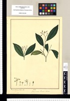 Genus novum: Pisoniae accedens / Xavier Cortés y Alcocer del. Original drawing from Ruiz & Pavón's Expedition (1777-1816)