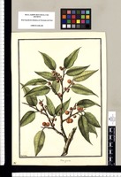 Ficus gemina / Galvez. Original drawing from Ruiz & Pavón's Expedition (1777-1816)