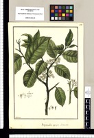 Izquierdia aggregata: flos masculus / Galvez. Original drawing from Ruiz & Pavón's Expedition (1777-1816)