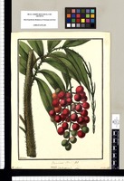 Desmoncus Mart Ms: Vernacule (Cacharpurin), Calamus?, ¿an inundata sp.s? / Galvez. Original drawing from Ruiz & Pavón's Expedition (1777-1816)