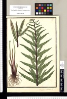 Acrosticum [sic] trifoliatum L. / Ysidro Galvez. Original drawing from Ruiz & Pavón's Expedition (1777-1816)