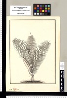 [Phytelephas macrocarpa]. Pulipuntu. Original drawing from Ruiz & Pavón's Expedition (1777-1816)