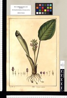 Maranta violacea / J[osé] G[abriel] R[ivera] del. Original drawing from Ruiz & Pavón's Expedition (1777-1816)