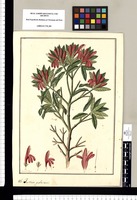 Justicia pubescens / Fran[cis]co Pulgar. Original drawing from Ruiz & Pavón's Expedition (1777-1816)
