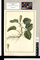 Peperomia clavata / Fran[cis]co Pulgar del. Original drawing from Ruiz & Pavón's Expedition (1777-1816)