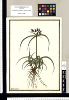Cyperus niger: Flor. Per. / Ysidro Galvez. Original drawing from Ruiz & Pavón's Expedition (1777-1816)