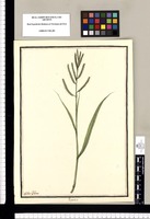 Paspalum / Ysidro Galvez. Original drawing from Ruiz & Pavón's Expedition (1777-1816)