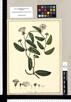 Convolvulus / Xavier Cortés del. Original drawing from Ruiz & Pavón's Expedition (1777-1816)