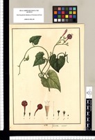 Ipomoea coccinea?. Original drawing from Ruiz & Pavón's Expedition (1777-1816)