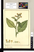Nicotiana undulata / Jose Rivera del. Original drawing from Ruiz & Pavón's Expedition (1777-1816)
