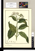 Tournefortia [hispidula] / Fran[cis]co Pulgar. Original drawing from Ruiz & Pavón's Expedition (1777-1816)