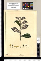 Tournera [sic] nigra / Jose Gab[riel] Rivera del. Original drawing from Ruiz & Pavón's Expedition (1777-1816)