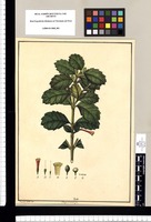 Desfontainia [spinosa]/ Xavier Cortés del. Original drawing from Ruiz & Pavón's Expedition (1777-1816)