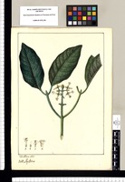 Psychotria [hyacinthiflora] / Jose Rivera del. Original drawing from Ruiz & Pavón's Expedition (1777-1816)