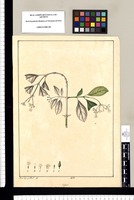 Coffea? / Xav[ie]r Cor[tés] y Alco[ce]r del. Original drawing from Ruiz & Pavón's Expedition (1777-1816)