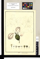 Gardenia parviflora. Original drawing from Ruiz & Pavón's Expedition (1777-1816)