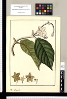 Stapelia. Original drawing from Ruiz & Pavón's Expedition (1777-1816)