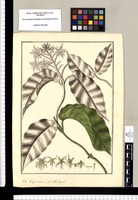 Cynanchum? ¿an Asclepias?. Original drawing from Ruiz & Pavón's Expedition (1777-1816)