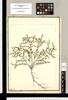 Linum prostratum: Fl. P / J[ose]ph Brunete. Original drawing from Ruiz & Pavón's Expedition (1777-1816)