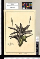 Tillandsia? / Xav[ier] Cor[tés] y Al[cocer] del. Original drawing from Ruiz & Pavón's Expedition (1777-1816)
