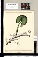 Pontederia [rotundifolia] / Xavier Cortes y Alcoser del. Original drawing from Ruiz & Pavón's Expedition (1777-1816)