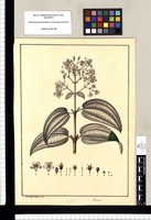 Rhexia / Jose Gab[riel] Rivera del. Original drawing from Ruiz & Pavón's Expedition (1777-1816)