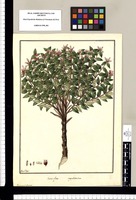 Vaccinio affine. corymbodendra, Vaccinium? glaucum / Fran[cis]co Pulgar. Original drawing from Ruiz & Pavón's Expedition (1777-1816)
