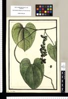 Coccoloba? / Brunete. Original drawing from Ruiz & Pavón's Expedition (1777-1816)