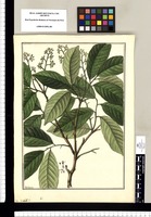 TriChilea? [acuminata] / Galvez. Original drawing from Ruiz & Pavón's Expedition (1777-1816)