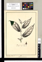 Heisteria coccinea Linn? / Xavier Cortes y Alcoser del. Original drawing from Ruiz & Pavón's Expedition (1777-1816)
