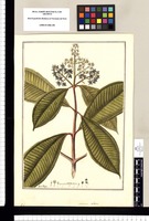 Melastoma coelestis / Fran[cis]co Pulgar. Original drawing from Ruiz & Pavón's Expedition (1777-1816)