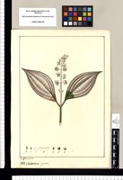 Melastoma spicata [sic]/ Jose Rivera del. Original drawing from Ruiz & Pavón's Expedition (1777-1816)