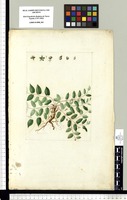 [Aspicarpa hirtella L. C. Richard (Malpighiaceae)]. Original drawing from Sessé & Mociño's Expedition (1787-1803)