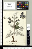 Salvia Glutinosa. Original drawing from Sessé & Mociño's Expedition (1787-1803)