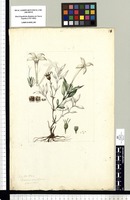 [Bouvardia longiflora (Cav.) H. B. K. (Rubiaceae)]. Original drawing from Sessé & Mociño's Expedition (1787-1803)