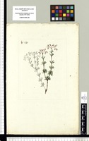 [Galium? (Rubiaceae)] / [Atanasio Echeverría y Godoy]. Original drawing from Sessé & Mociño's Expedition (1787-1803)